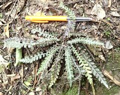 Blechnum membranaceum