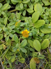 Lipochaeta integrifolia