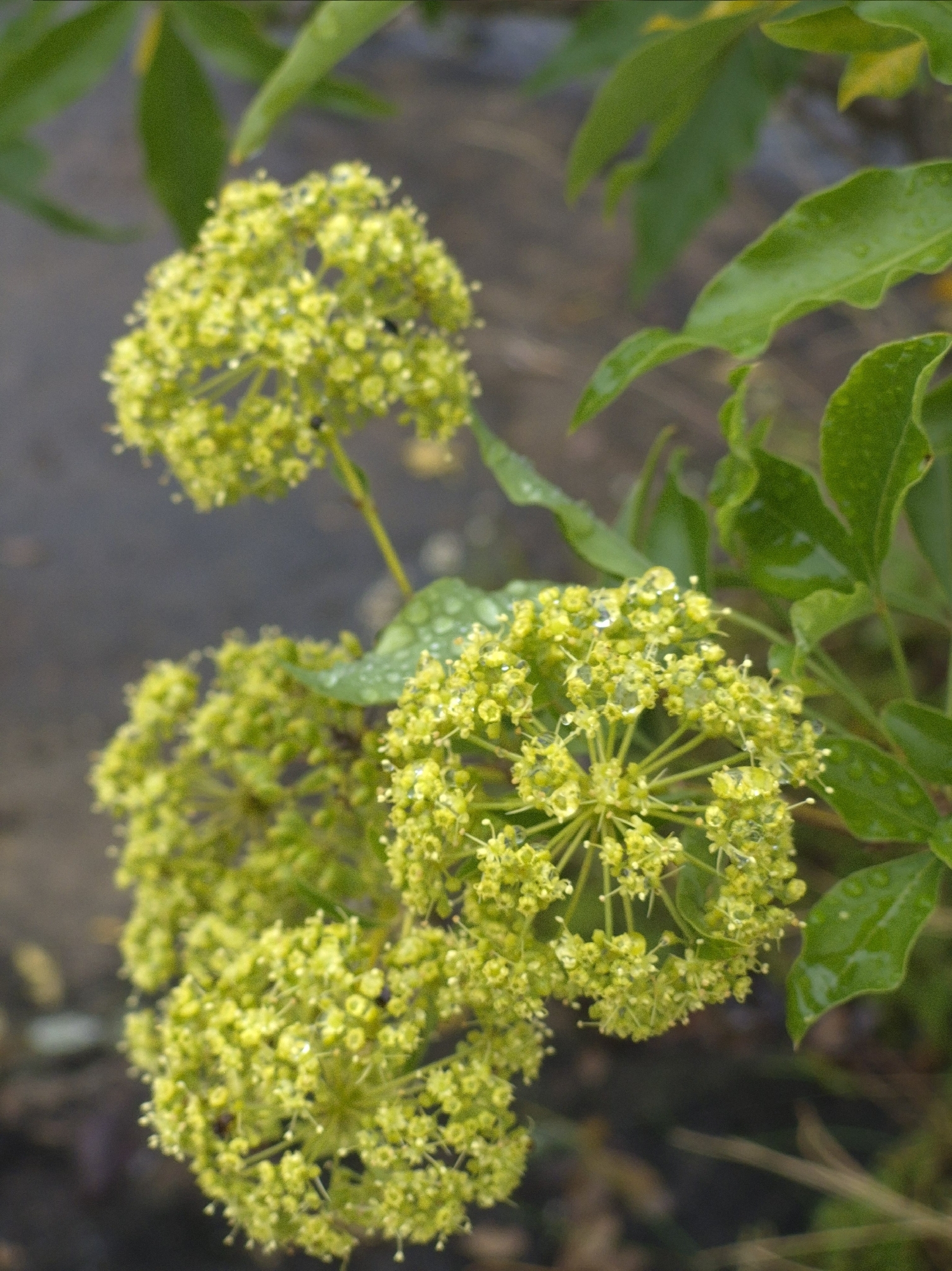 Imagem de Heteromorpha arborescens