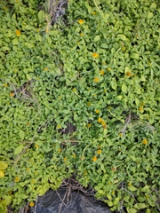 Lipochaeta integrifolia