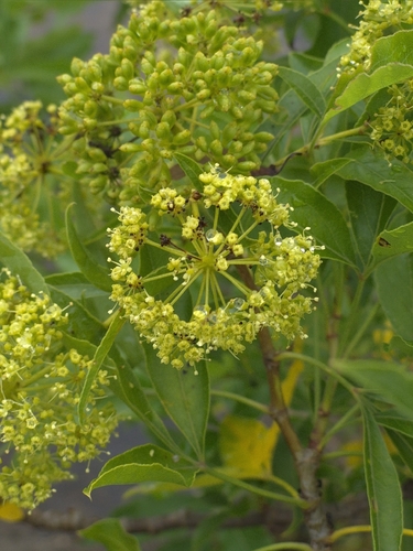 Foto de Heteromorpha arborescens