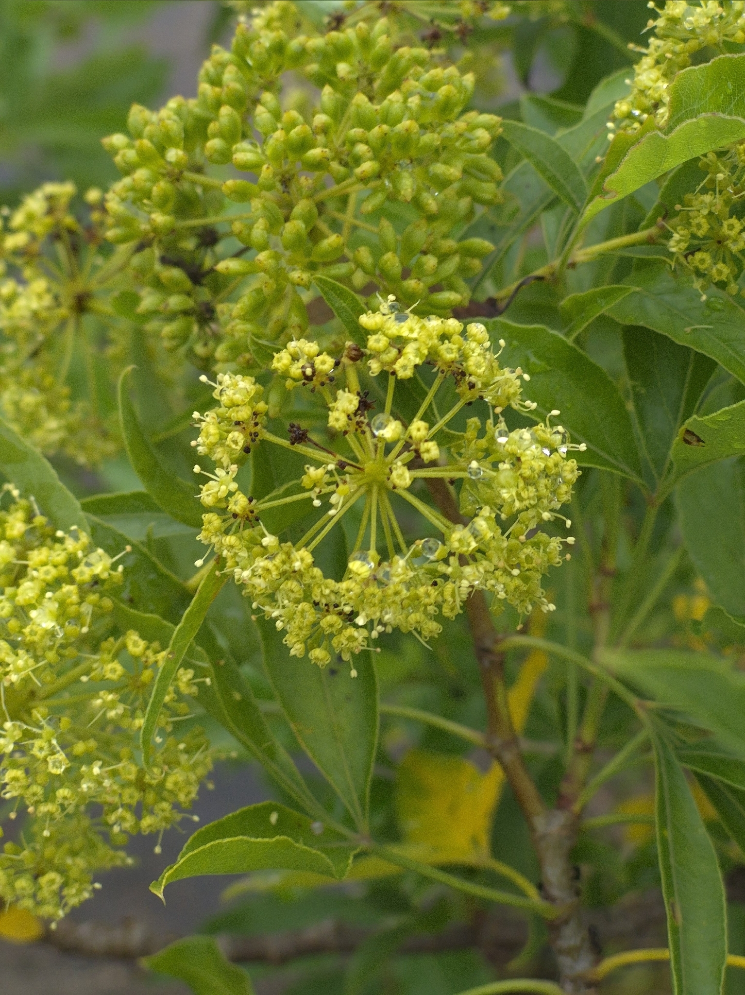 Imagem de Heteromorpha arborescens