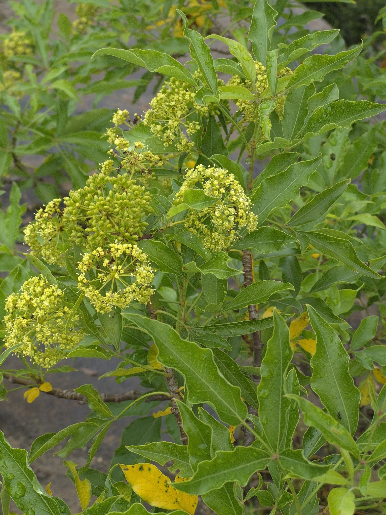 Imagem de Heteromorpha arborescens