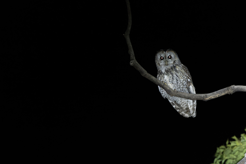 Tawny Owl (Strix aluco), photo 9