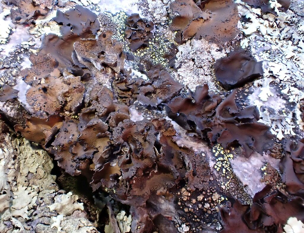 Umbilicaria semitensis