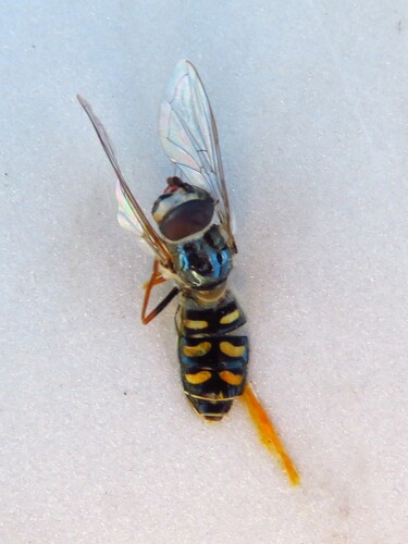 Unknown species found near Avenue D, Marathon, Brewster Co., TX, US