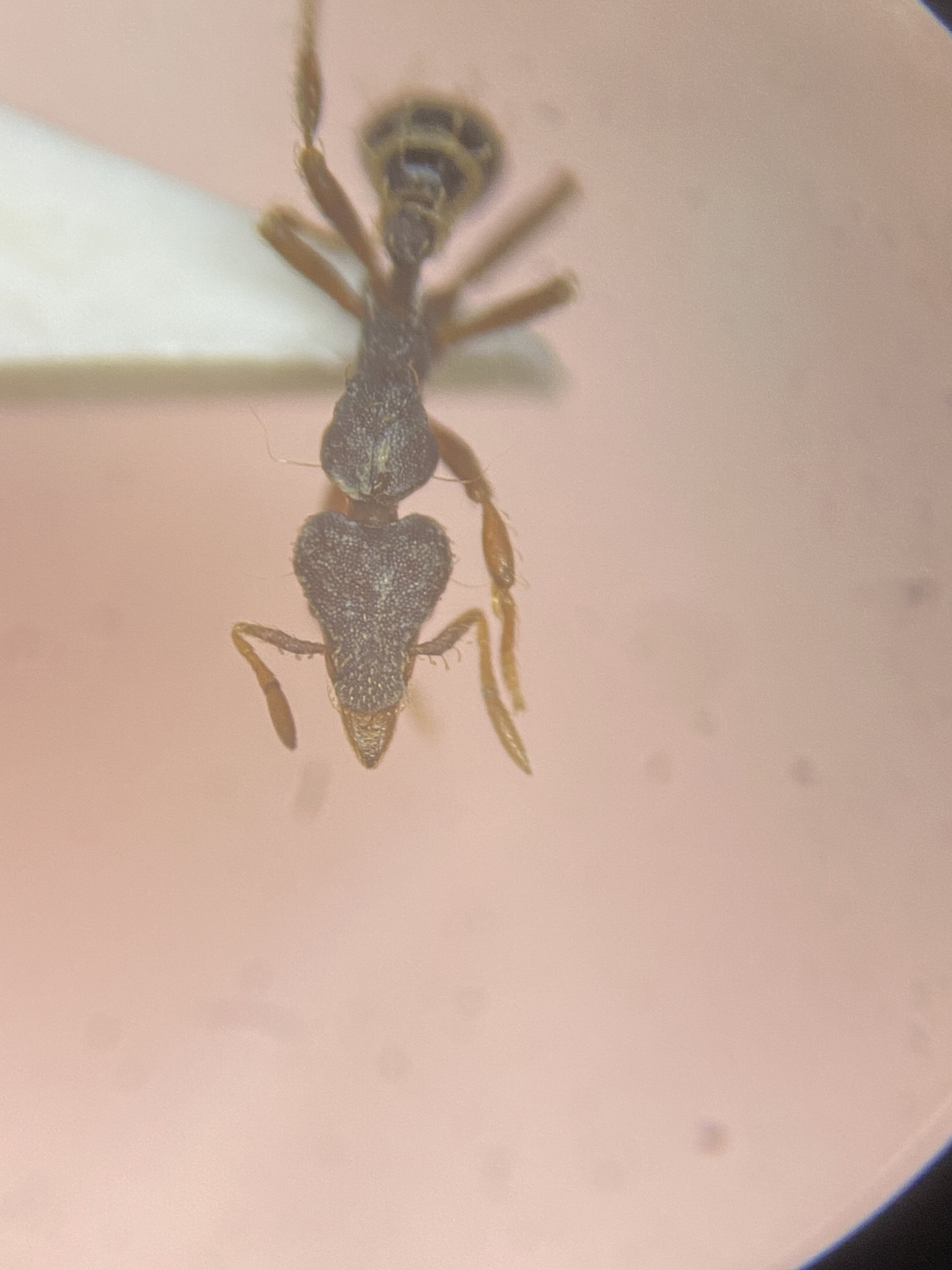 Strumigenys dohertyi