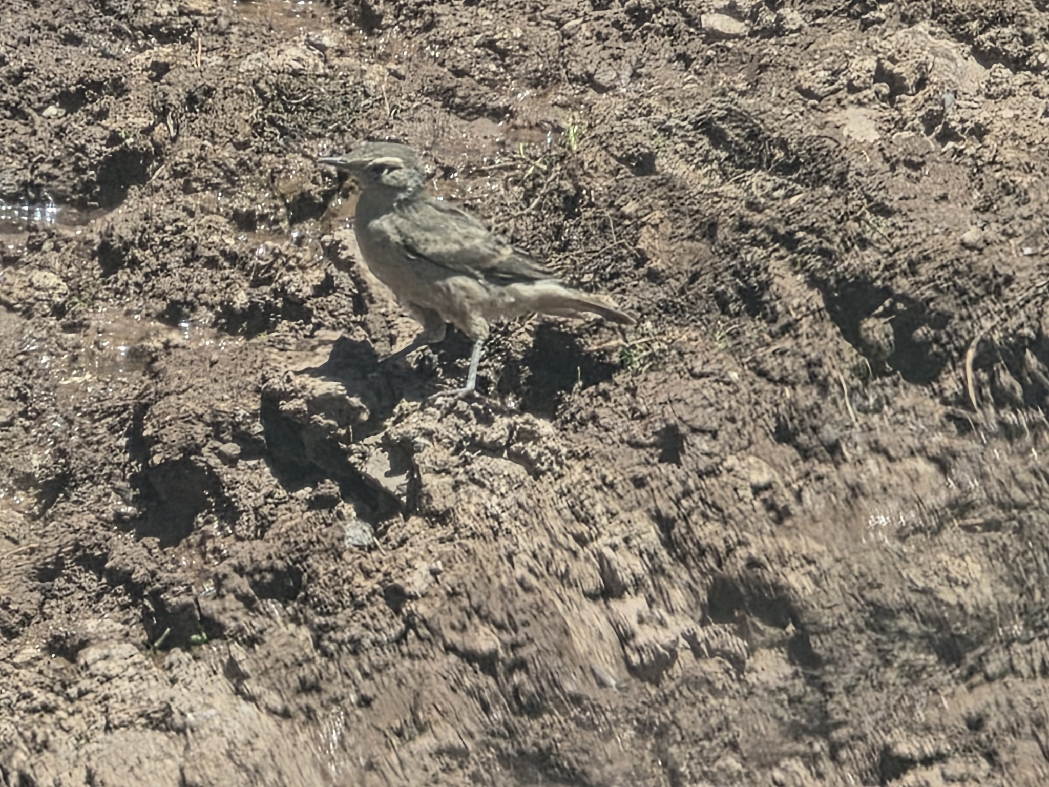 Rufous-banded Miner (Geositta rufipennis), photo 1