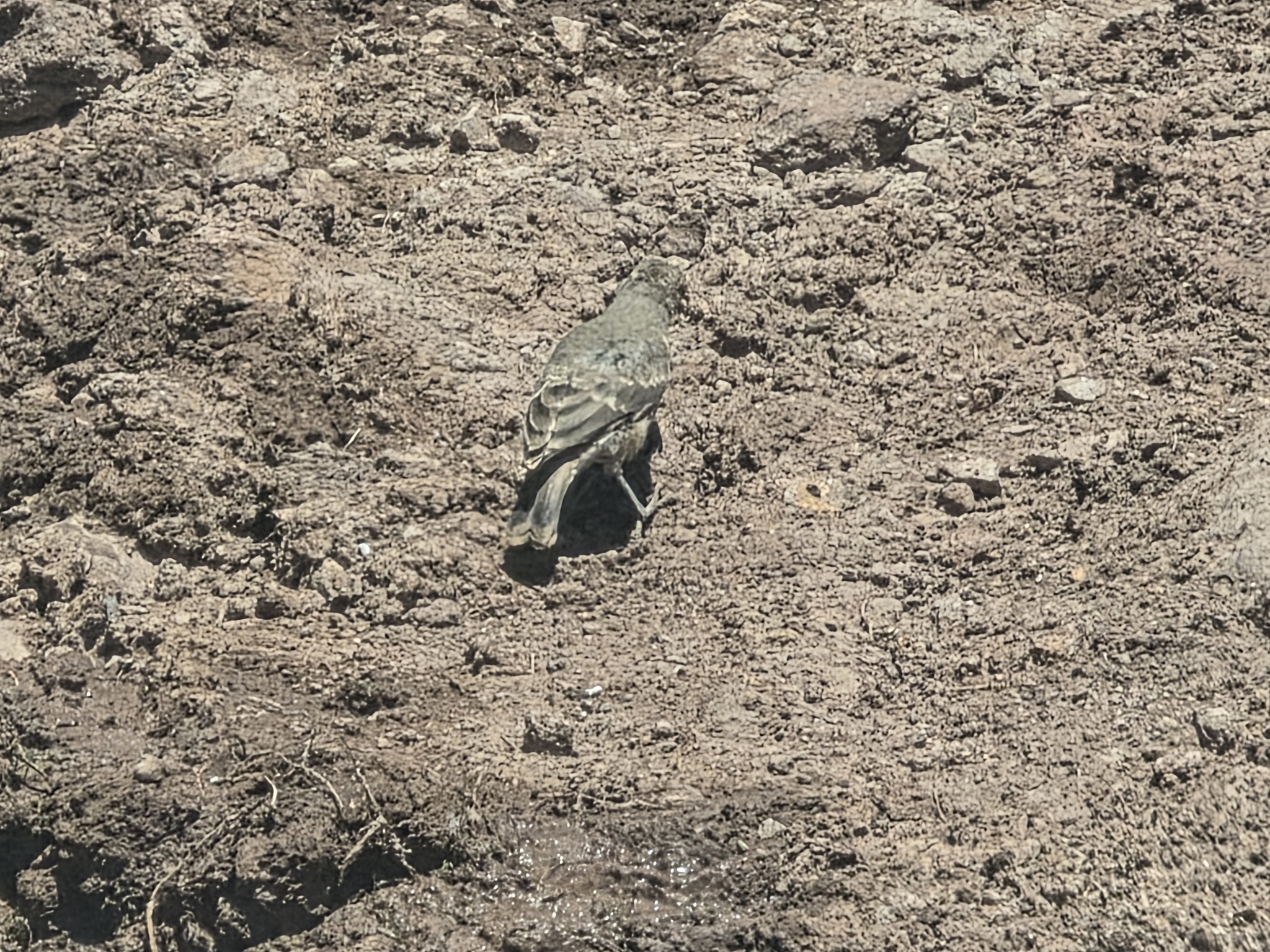 Rufous-banded Miner (Geositta rufipennis), photo 2