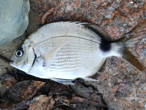 South American silver porgy (Diplodus argenteus) — Sparidae — 2
