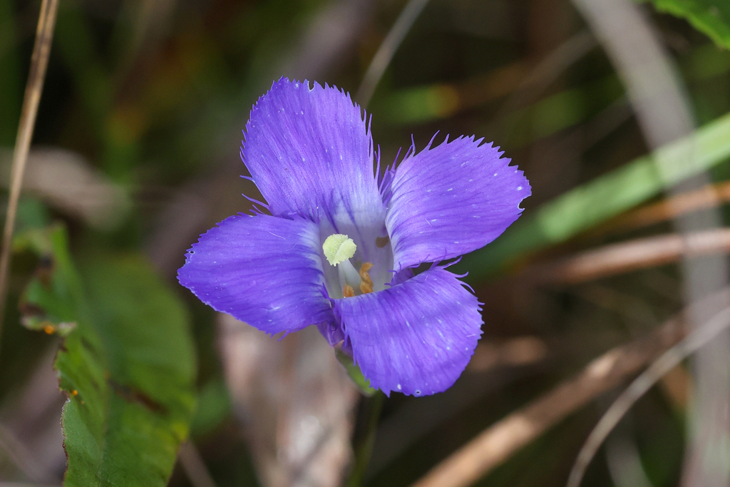 Gentianopsis virgata; photograph (c) Tom Field, some rights reserved (CC BY)