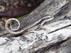 Leiocephalus macropus