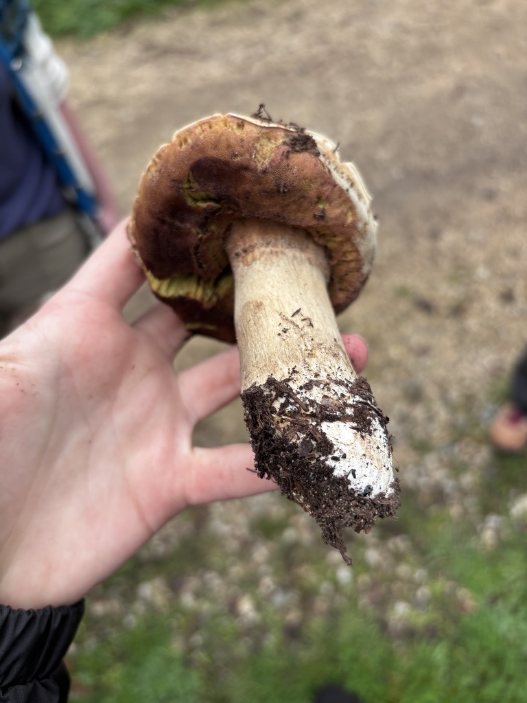 Boletus edulis grandedulis · January 2026 · photo: © reago (iNaturalist, cc-by)