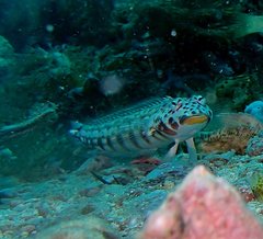 Parapercis clathrata