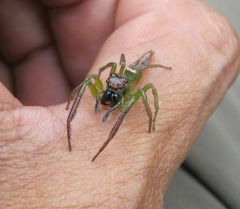 Artabrus erythrocephalus