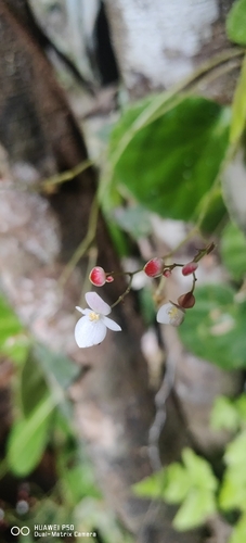 Begonia serianensis