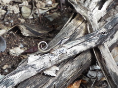 Leiocephalus macropus