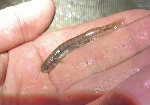 Climbing galaxias (Galaxias brevipinnis) — Galaxiidae — 2