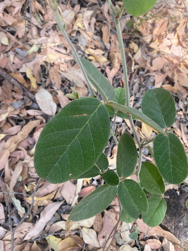 Foto de Kennedia coccinea