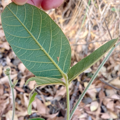 Foto de Kennedia coccinea