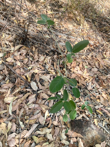 Foto de Kennedia coccinea