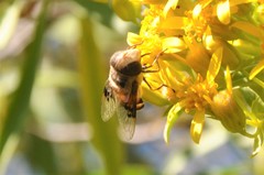 Copestylum quadratum