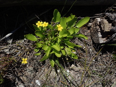 Villarsia capensis