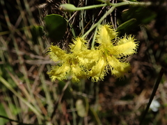 Villarsia capensis