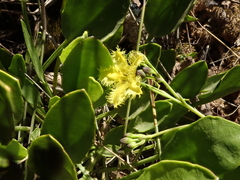 Villarsia capensis