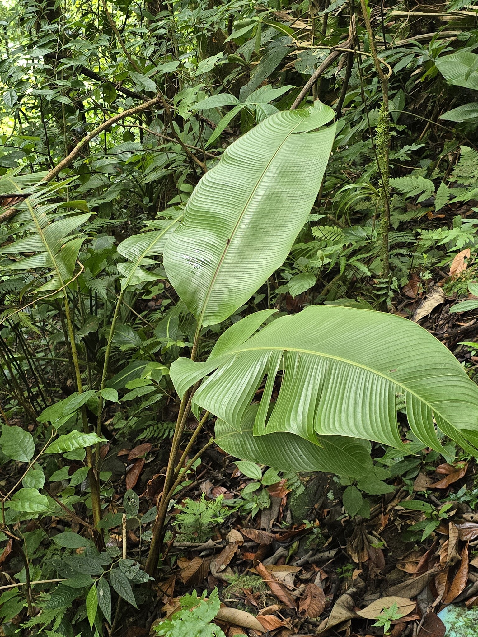 Heliconia lophocarpa