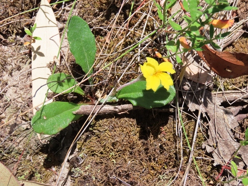 trailing Goodenia (Goodenia lanata)