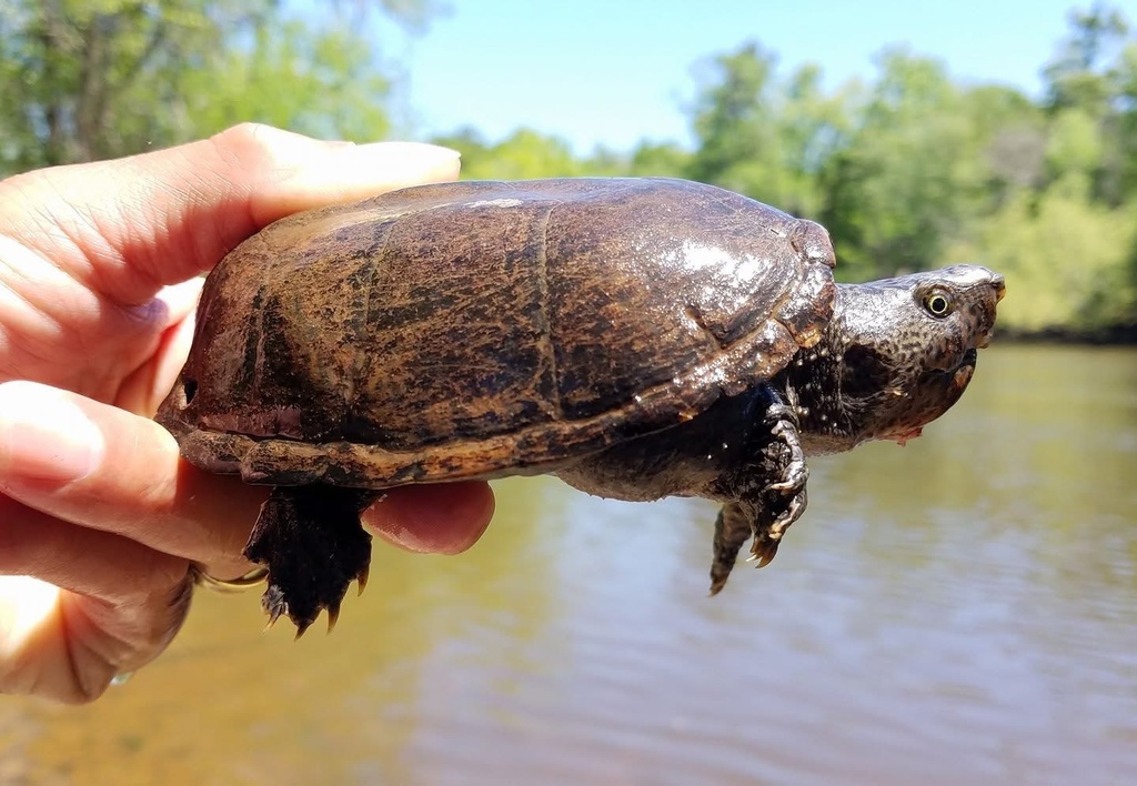 Loggerhead Musk Turtle in April 2018 by jrfleullan · iNaturalist