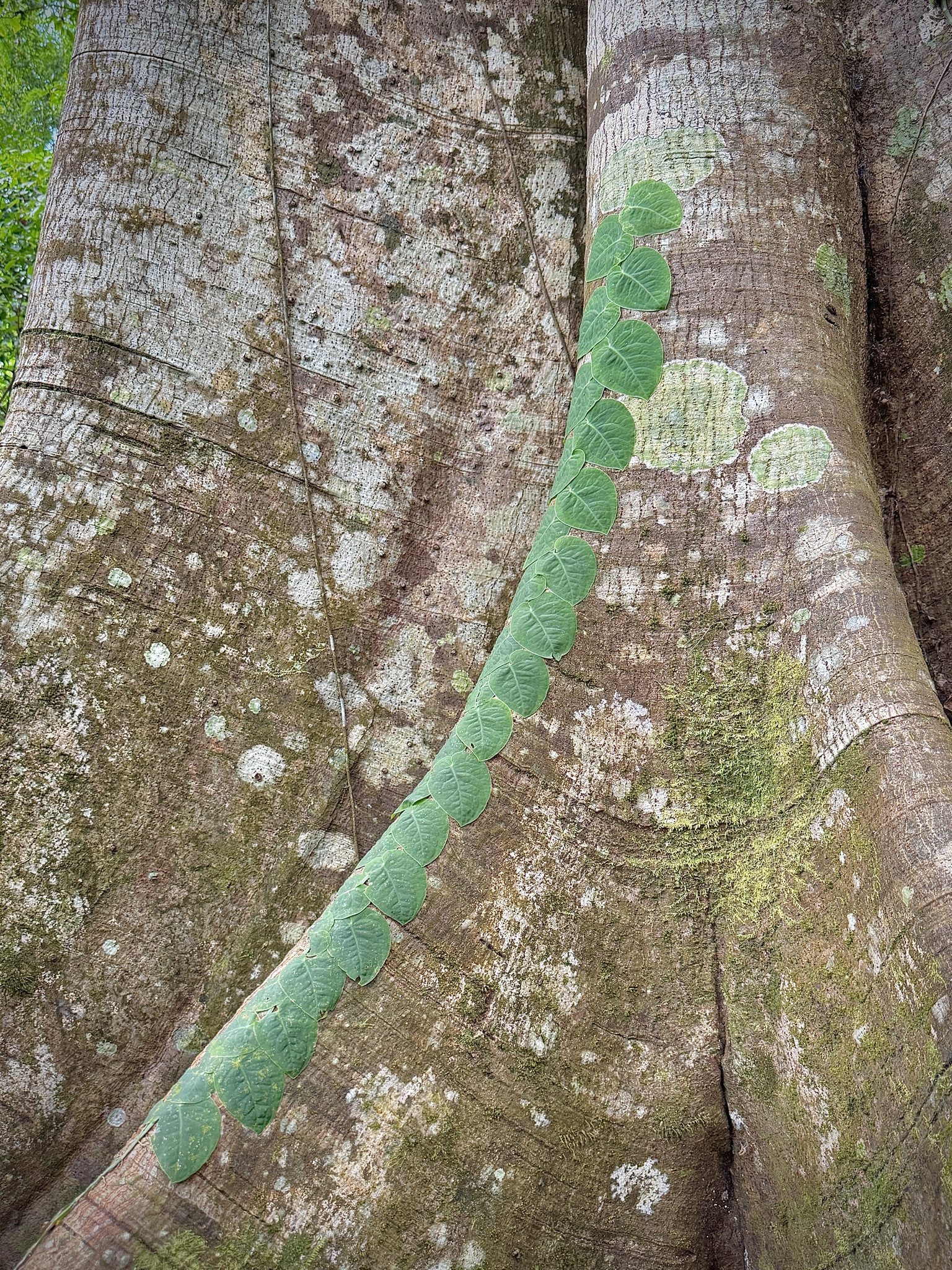 Monstera dubia