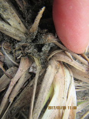 Paradorydium