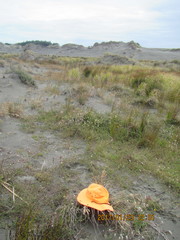 Paradorydium
