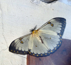 Pseudaphelia apollinaris