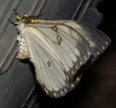 Pseudaphelia apollinaris