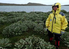 Pleurophyllum hookeri