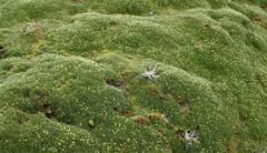 Azorella macquariensis