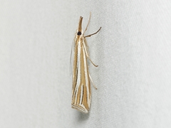 Hednota relatalis