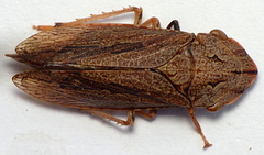 Stenocotini