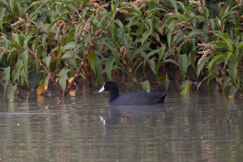 iNaturalist: (c) Александра Ивушкина, some rights reserved (CC BY-NC), uploaded by Александра Ивушкина iNaturalist image