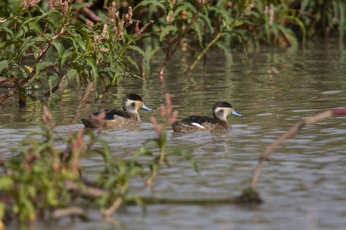iNaturalist: (c) Александра Ивушкина, some rights reserved (CC BY-NC), uploaded by Александра Ивушкина iNaturalist image
