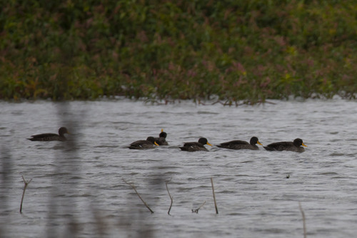 iNaturalist: (c) Александра Ивушкина, some rights reserved (CC BY-NC), uploaded by Александра Ивушкина iNaturalist image