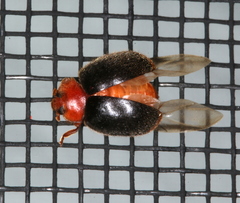 Cryptolaemus