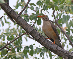 Turdus libonyana