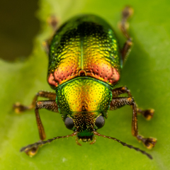 Dermorhytis variabilis