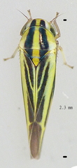 Zygina evansi