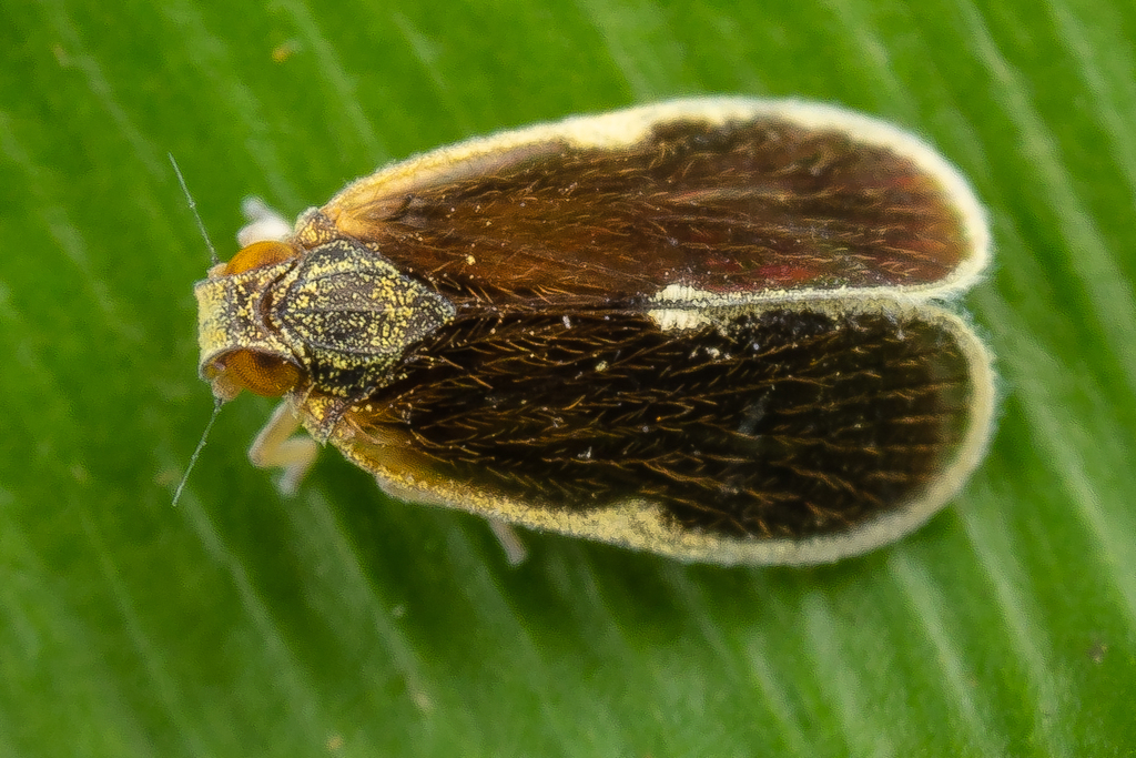 Mundopa