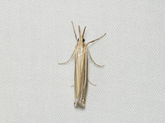 Hednota relatalis